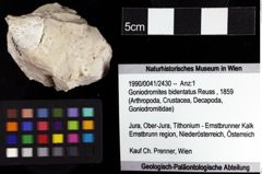 Foto (Objket + Etiketten) von Goniodromites bidentatus (Reuss, 1859) 